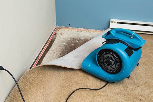 Best Local water damage restoration  in Lone Tree, CO